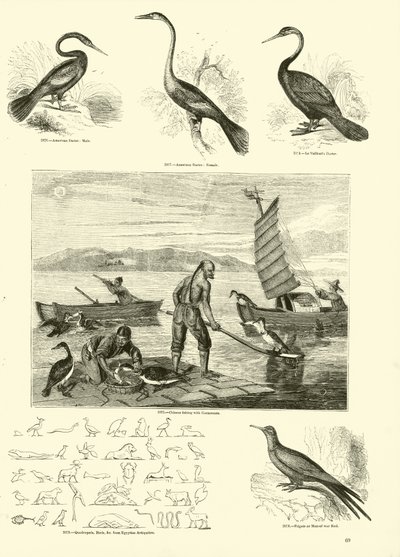 Página de The Pictorial Museum of Animated Nature de English School