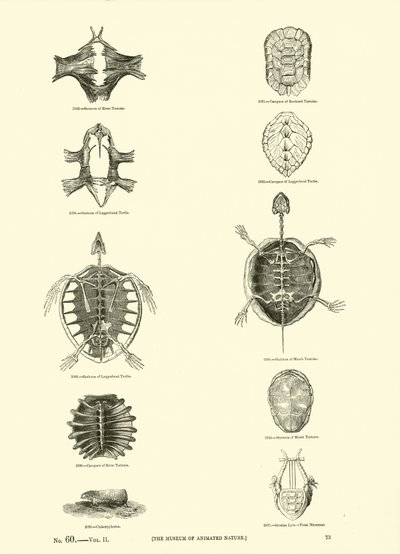 Página de The Pictorial Museum of Animated Nature de English School