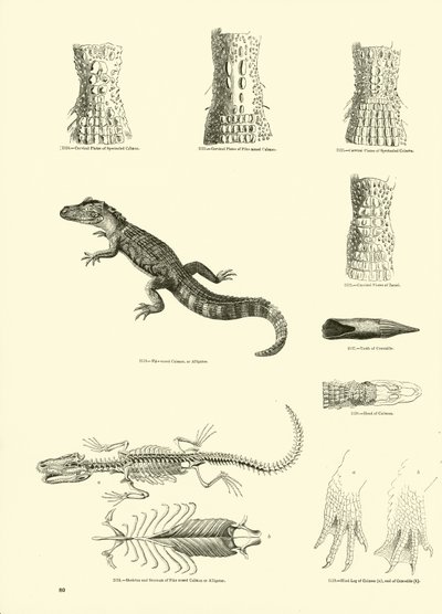 Página de The Pictorial Museum of Animated Nature de English School