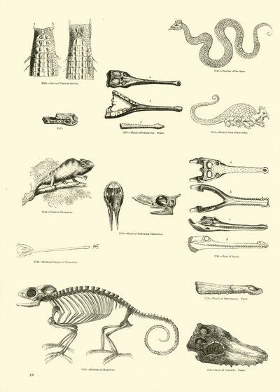 Página de The Pictorial Museum of Animated Nature de English School