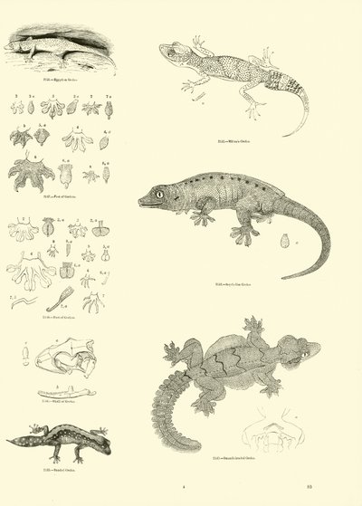 Página de The Pictorial Museum of Animated Nature de English School
