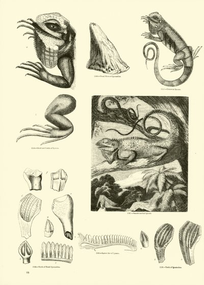 Página de The Pictorial Museum of Animated Nature de English School