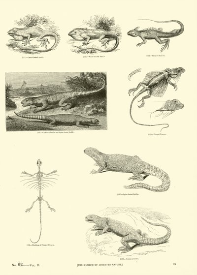 Página de The Pictorial Museum of Animated Nature de English School
