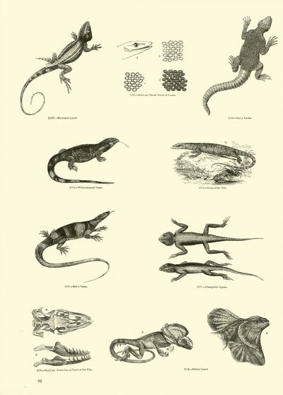 Página de The Pictorial Museum of Animated Nature de English School