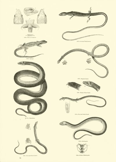 Página de The Pictorial Museum of Animated Nature de English School