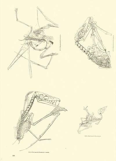 Página de The Pictorial Museum of Animated Nature de English School