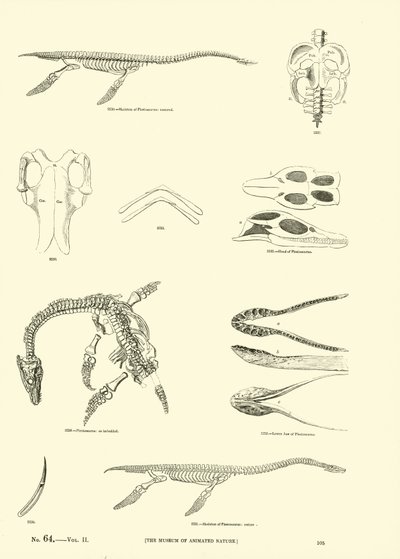 Página de The Pictorial Museum of Animated Nature de English School