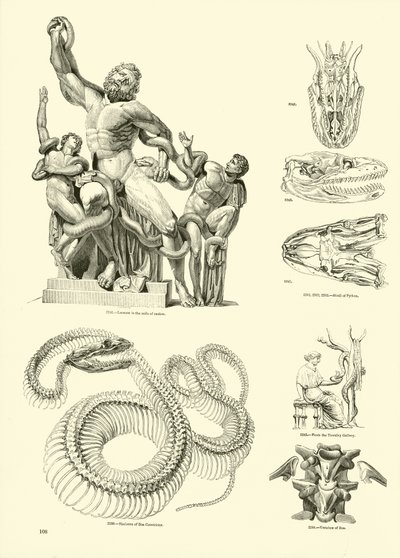 Página de The Pictorial Museum of Animated Nature de English School