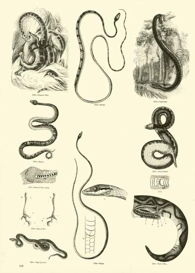 Página de The Pictorial Museum of Animated Nature de English School