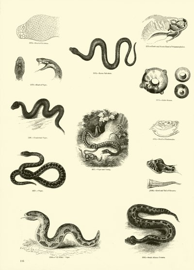 Página de The Pictorial Museum of Animated Nature de English School