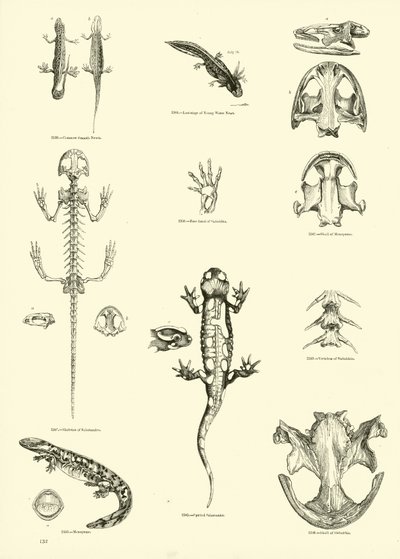 Página de The Pictorial Museum of Animated Nature de English School