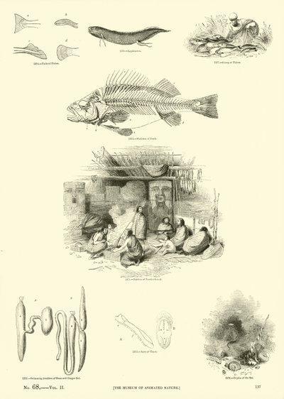 Página de The Pictorial Museum of Animated Nature de English School