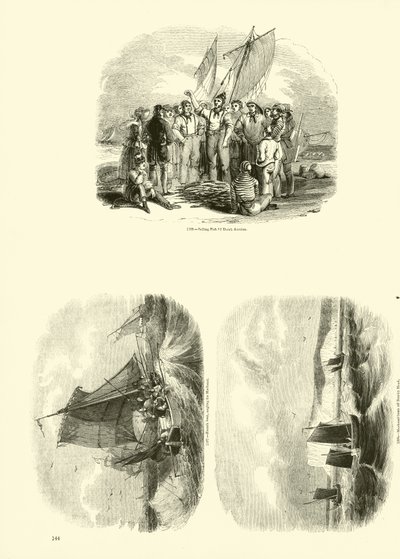 Página de The Pictorial Museum of Animated Nature de English School