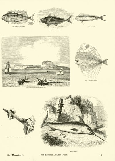 Página de The Pictorial Museum of Animated Nature de English School