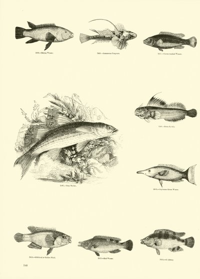 Página de The Pictorial Museum of Animated Nature de English School