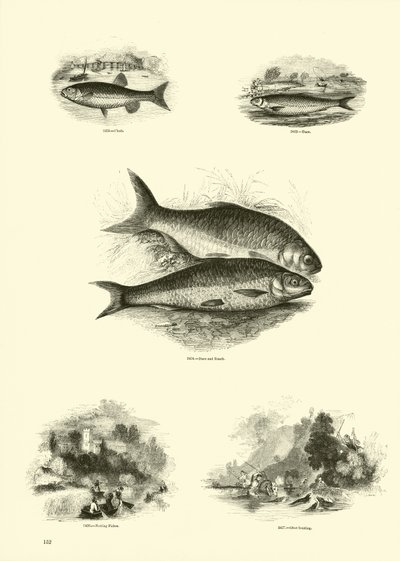 Página de The Pictorial Museum of Animated Nature de English School