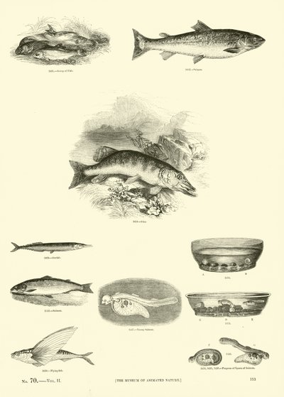 Página de The Pictorial Museum of Animated Nature de English School