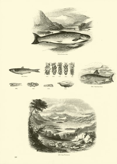 Página de The Pictorial Museum of Animated Nature de English School