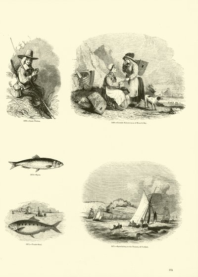 Página de The Pictorial Museum of Animated Nature de English School