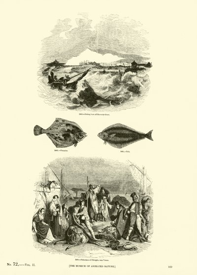 Página de The Pictorial Museum of Animated Nature de English School