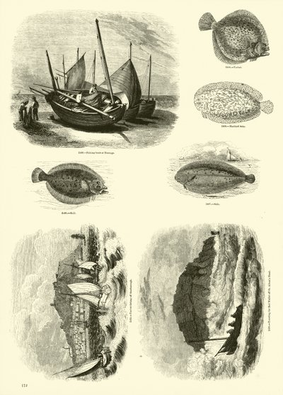 Página de The Pictorial Museum of Animated Nature de English School