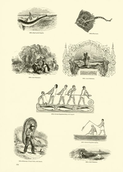 Página de The Pictorial Museum of Animated Nature de English School