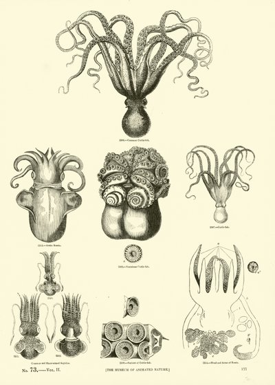 Página de The Pictorial Museum of Animated Nature de English School