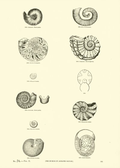 Página de The Pictorial Museum of Animated Nature de English School