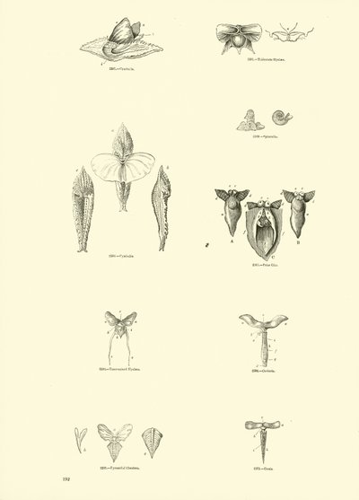 Página de The Pictorial Museum of Animated Nature de English School