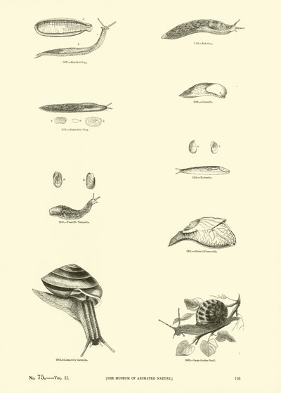 Página de The Pictorial Museum of Animated Nature de English School