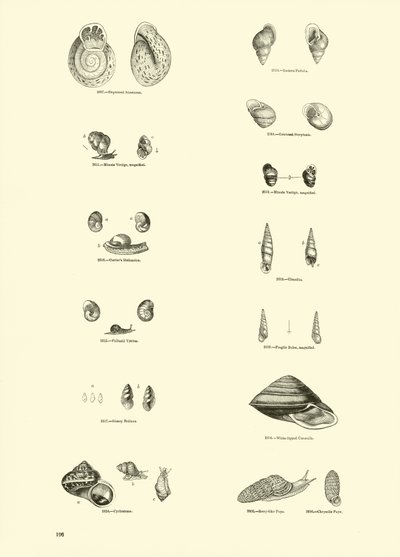 Página de The Pictorial Museum of Animated Nature de English School