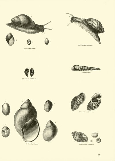 Página de The Pictorial Museum of Animated Nature de English School