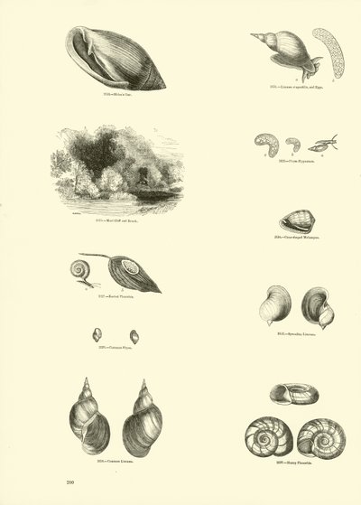 Página de The Pictorial Museum of Animated Nature de English School