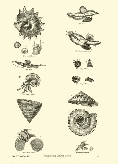 Página de The Pictorial Museum of Animated Nature de English School