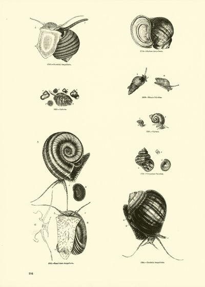 Página de The Pictorial Museum of Animated Nature de English School