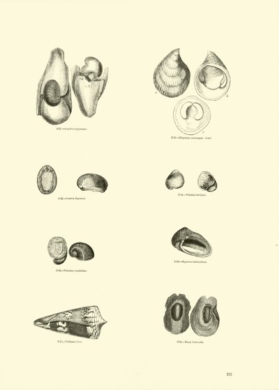 Página de The Pictorial Museum of Animated Nature de English School