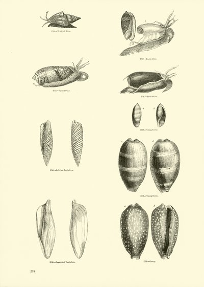 Página de The Pictorial Museum of Animated Nature de English School