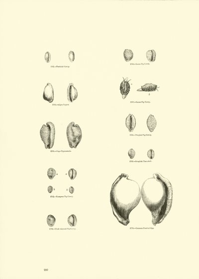 Página de The Pictorial Museum of Animated Nature de English School