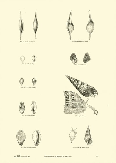 Página de The Pictorial Museum of Animated Nature de English School