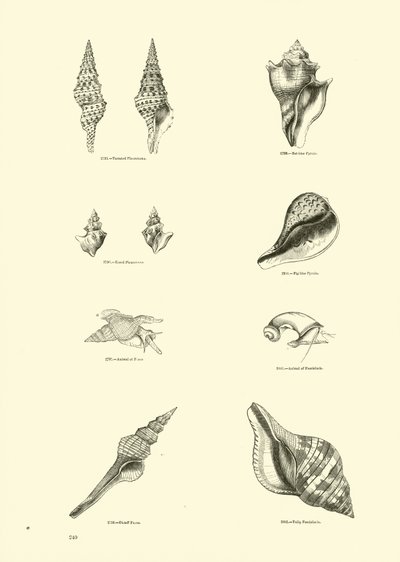 Página de The Pictorial Museum of Animated Nature de English School