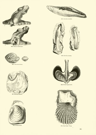 Página de The Pictorial Museum of Animated Nature de English School