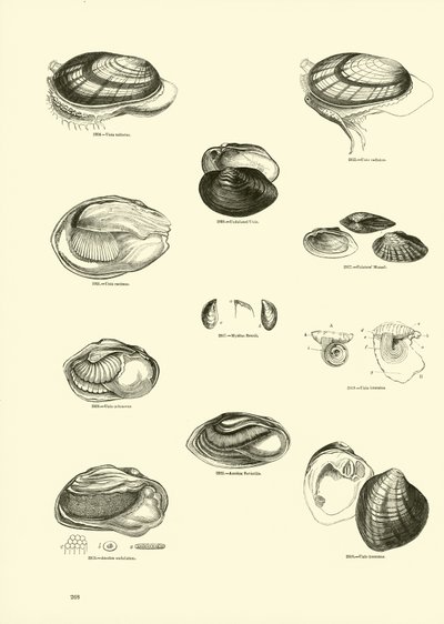 Página de The Pictorial Museum of Animated Nature de English School
