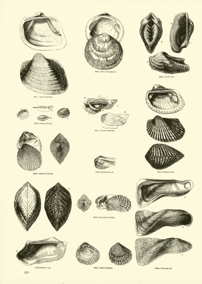 Página de The Pictorial Museum of Animated Nature de English School