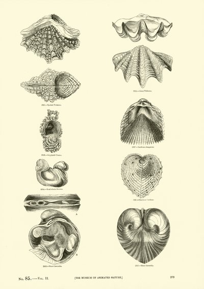 Página de The Pictorial Museum of Animated Nature de English School