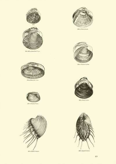 Página de The Pictorial Museum of Animated Nature de English School