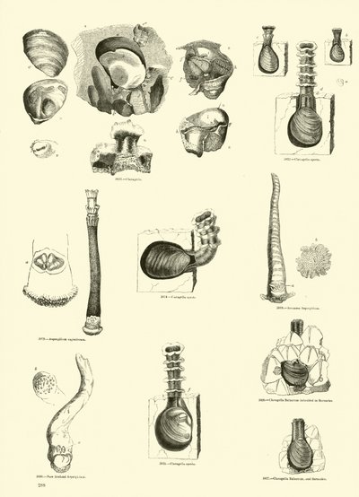Página de The Pictorial Museum of Animated Nature de English School