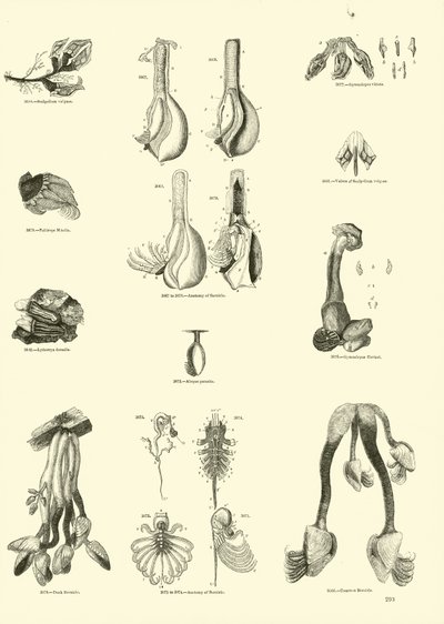 Página de The Pictorial Museum of Animated Nature de English School