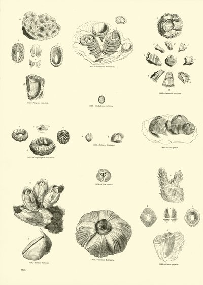 Página de The Pictorial Museum of Animated Nature de English School