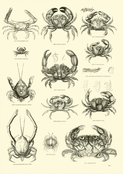 Página de The Pictorial Museum of Animated Nature de English School