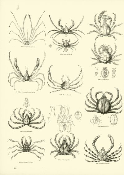 Página de The Pictorial Museum of Animated Nature de English School